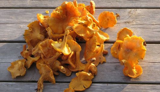 En septembre cueillette de chanterelle sauvage